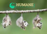 Humane Possum Removal Newcastle image 5